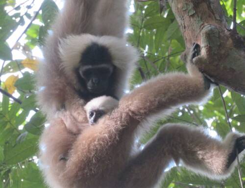 Celebrating a New Generation: The Ongoing Success of the Re-Wilding project at Angkor Wat
