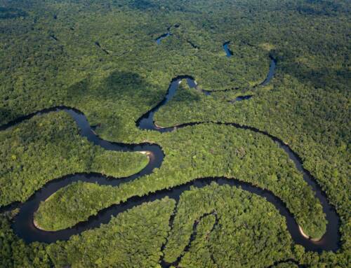 Forests: Protecting the Lungs of Our Planet