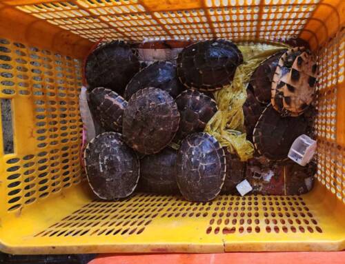 World Turtle Day