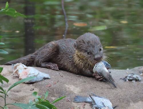 World Otter Day 2025!